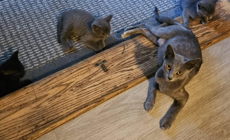 A baby medium-sized female Russian Blue cat named Mama Blue And Her for adoption in Johnston, RI