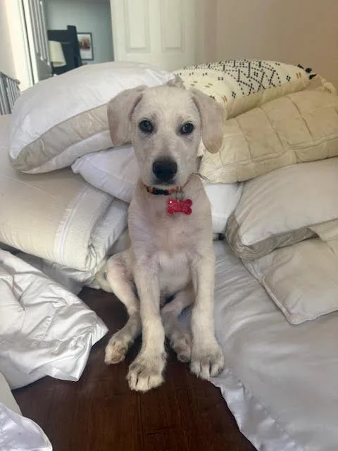 A baby medium-sized male Labrador Retriever dog named Yuki for adoption in San Diego, CA