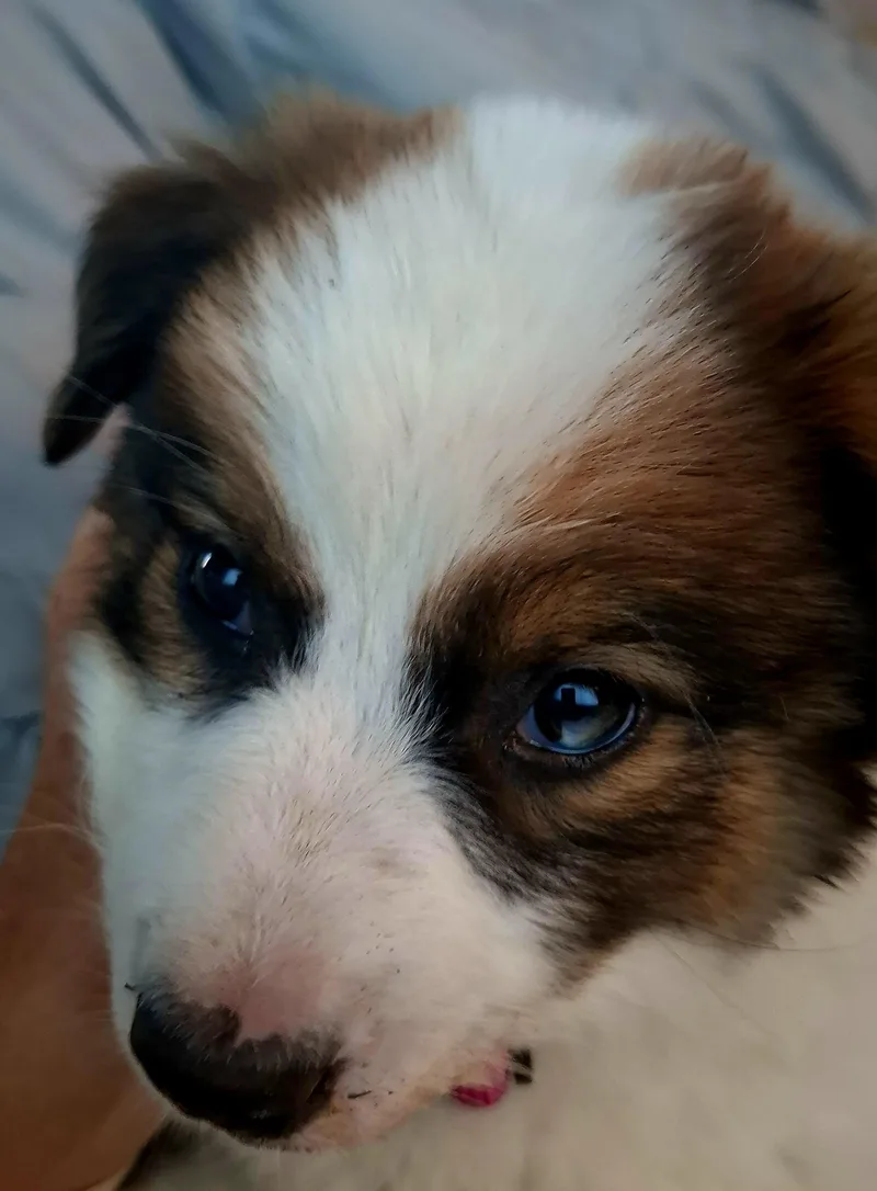 A baby medium-sized female Shepherd dog named Ivy for adoption in Redwood City, CA