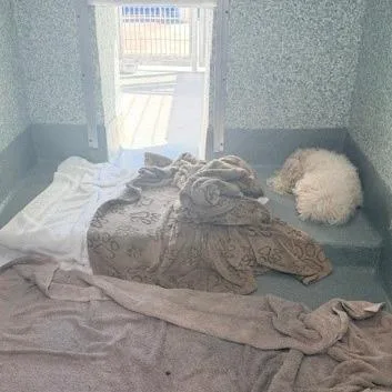 An adult small-sized male White / Cream Poodle dog named Zorro for adoption in Hawthorne, CA
