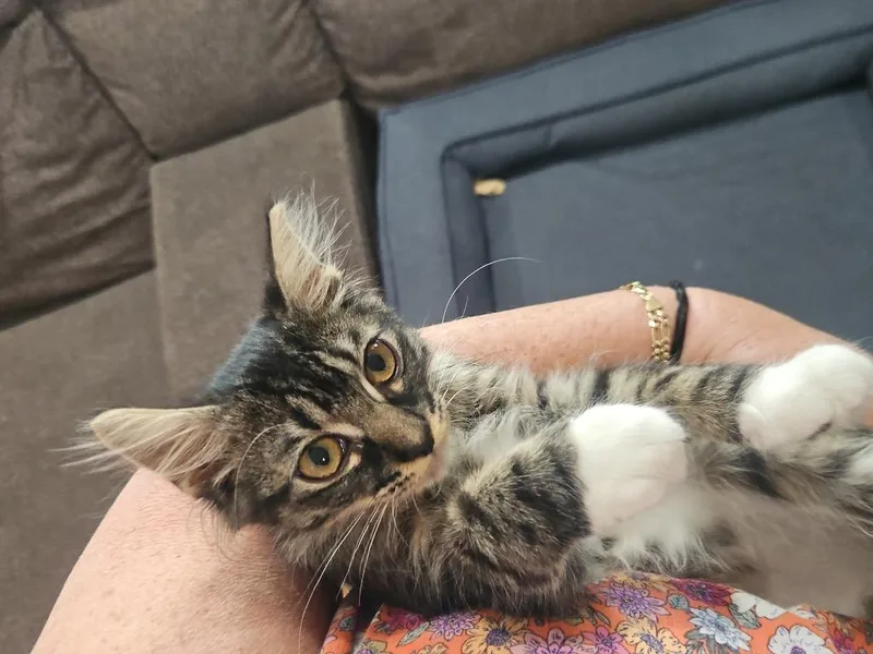 A baby medium-sized female Domestic Long Hair cat named Sassy Pants for adoption in San Pedro, CA