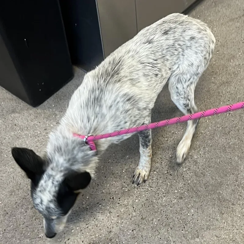 A young medium-sized female White / Cream Mixed Breed dog named 112130 for adoption in Las Cruces, NM