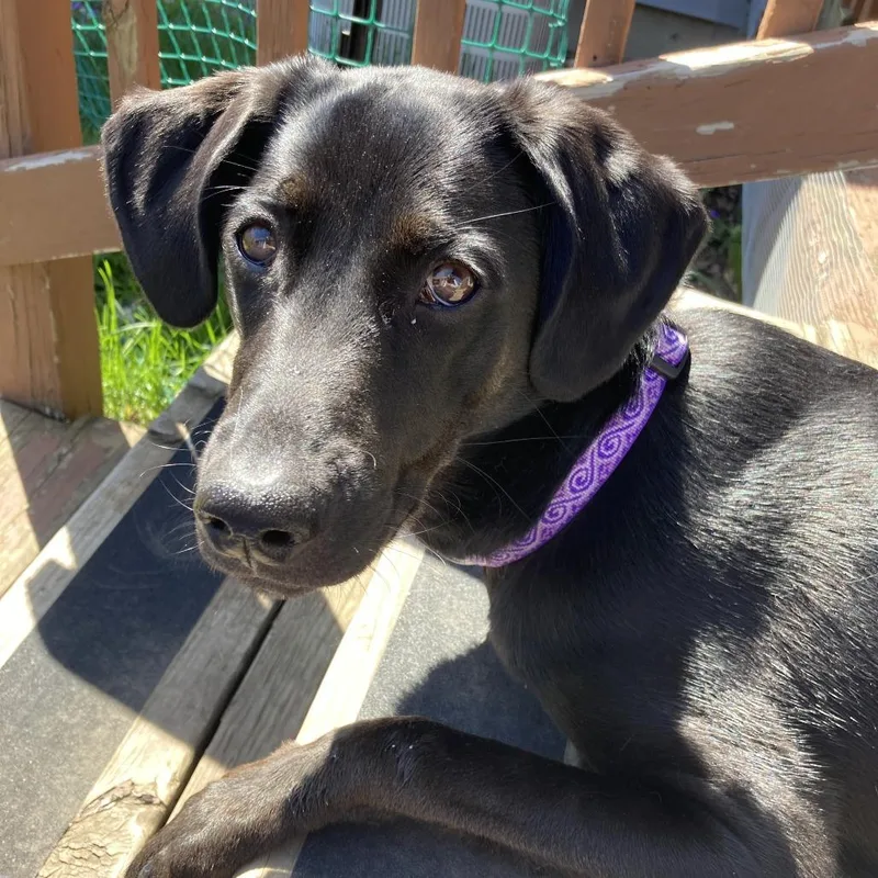 A young medium-sized female Black Labrador Retriever dog named Gemma for adoption in South Elgin, IL