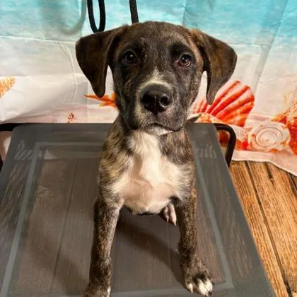 A baby small-sized male Terrier dog named Brownie Batter for adoption in Gastonia, NC