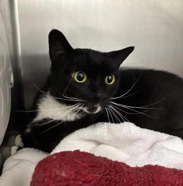 An adult medium-sized female Domestic Short Hair cat named Ellie for adoption in Silverdale, WA