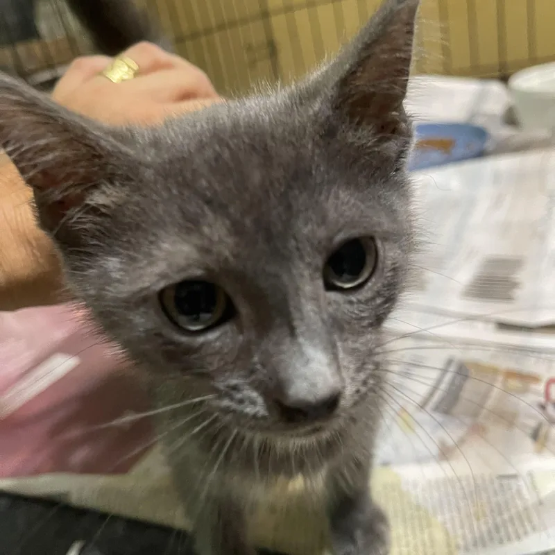 A baby medium-sized male Russian Blue cat named Bernard for adoption in san antonio, TX