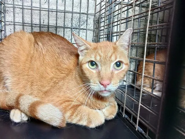 An adult medium-sized male Domestic Short Hair cat named Oasis for adoption in Fort Lauderdale, FL