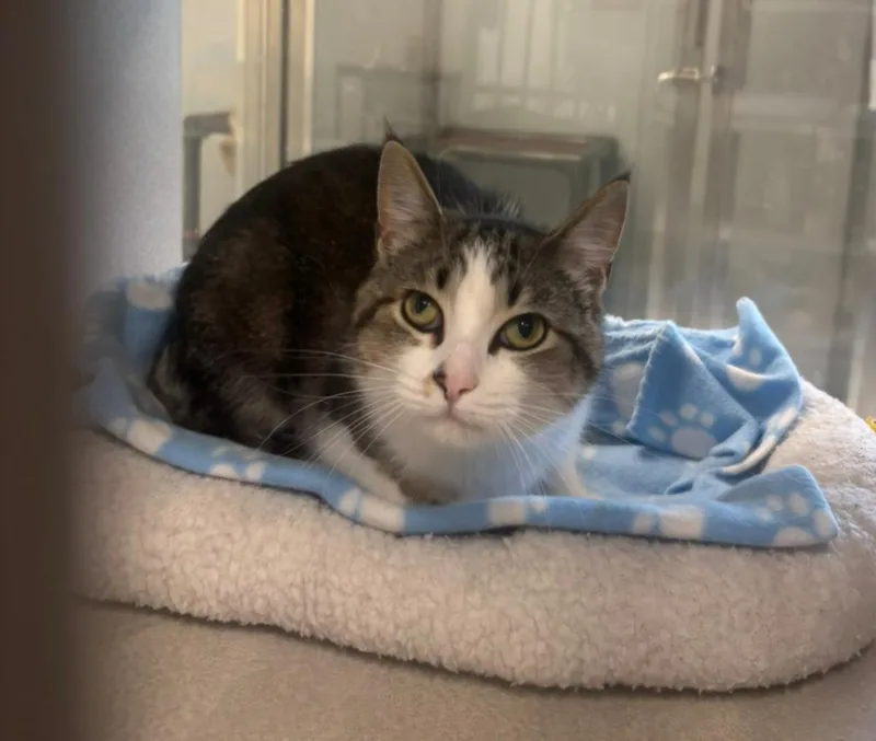A young large-sized female Domestic Short Hair cat named Bonnie for adoption in Viroqua, WI