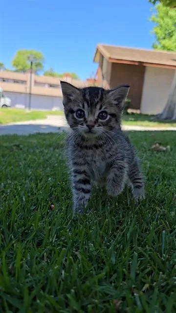 A baby small-sized male Domestic Short Hair cat named Tiger for adoption in Ontario, CA