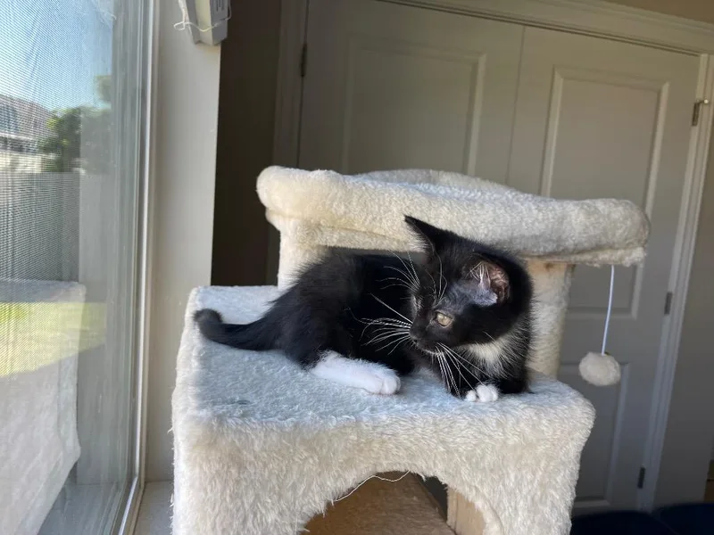 Tux