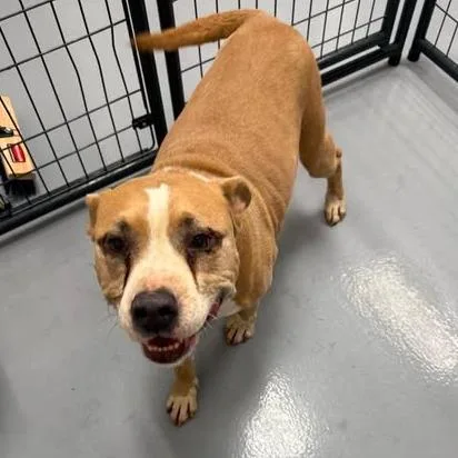 An adult medium-sized female Yellow / Tan / Blond / Fawn Pit Bull Terrier dog named Sunshine for adoption in Rocky Mount, VA