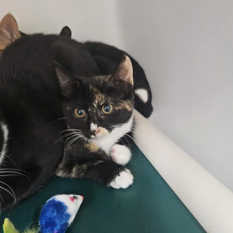 A young small-sized female Calico Domestic Short Hair cat named Ziti for adoption in Ridgely, MD