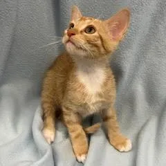 A baby medium-sized female Tabby (Orange / Red) Tabby cat named Wahoo for adoption in Green Valley, AZ