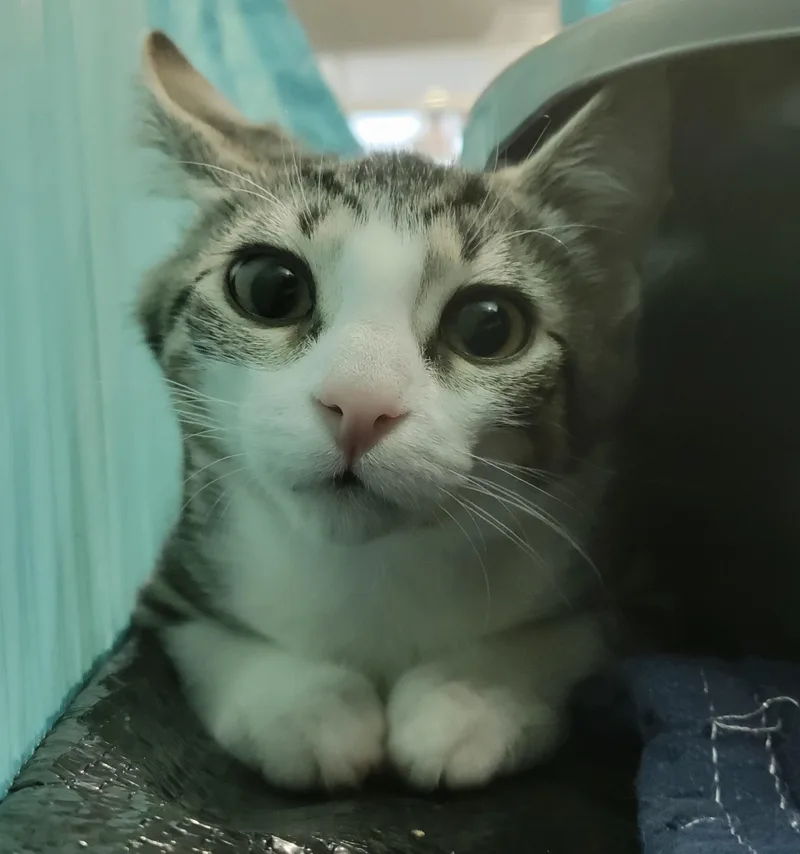 A baby small-sized female Domestic Short Hair cat named Charlevoix for adoption in Swartz Creek, MI