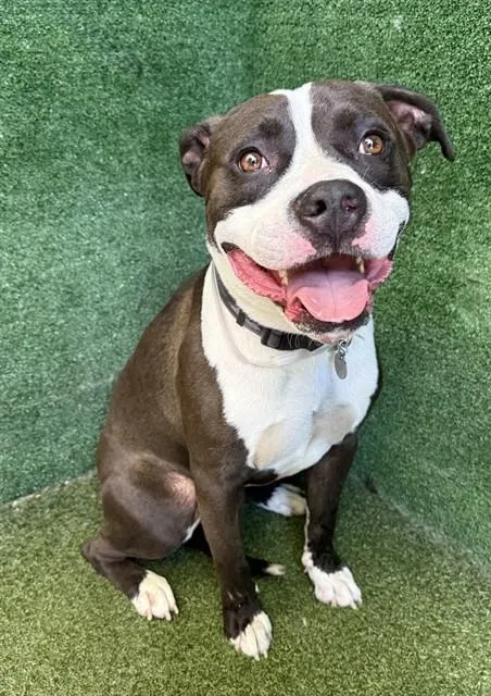 An adult medium-sized male Pit Bull Terrier dog named Jd for adoption in Lancaster, CA