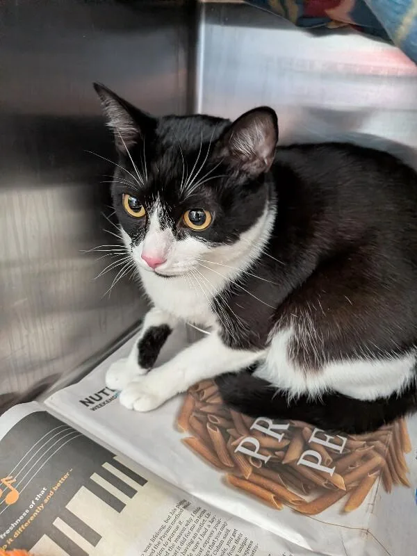 An adult large-sized female Domestic Short Hair cat named Parker for adoption in Cincinnati, OH