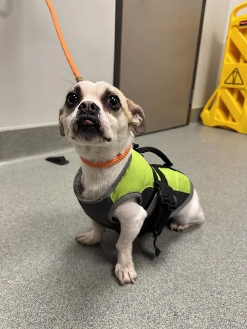 An adult small-sized male Chihuahua dog named Winston for adoption in Ontario, CA