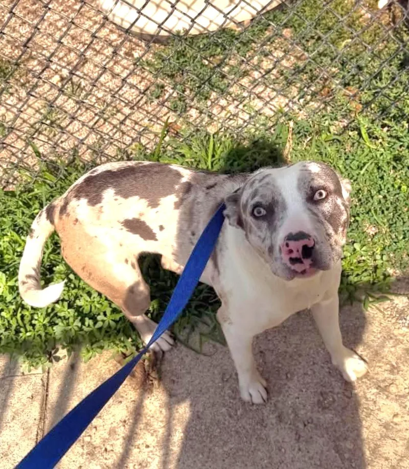 A young large-sized male Catahoula Leopard Dog dog named Elon for adoption in merrillville, IN