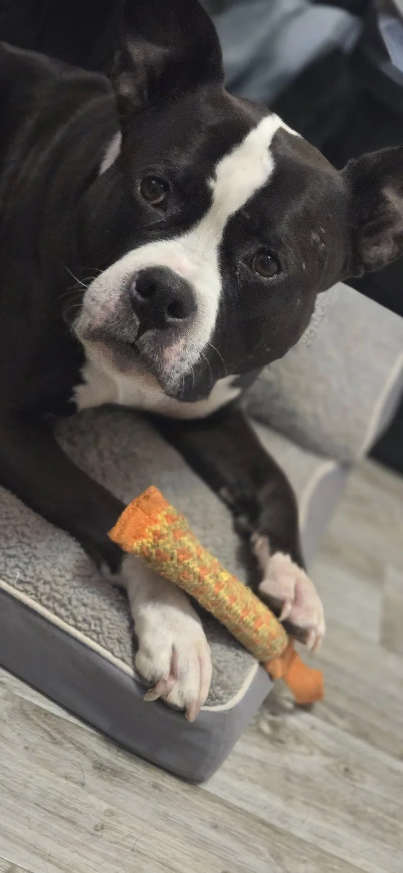 An adult large-sized female Black Pit Bull Terrier dog named Zoey for adoption in Eugene, OR