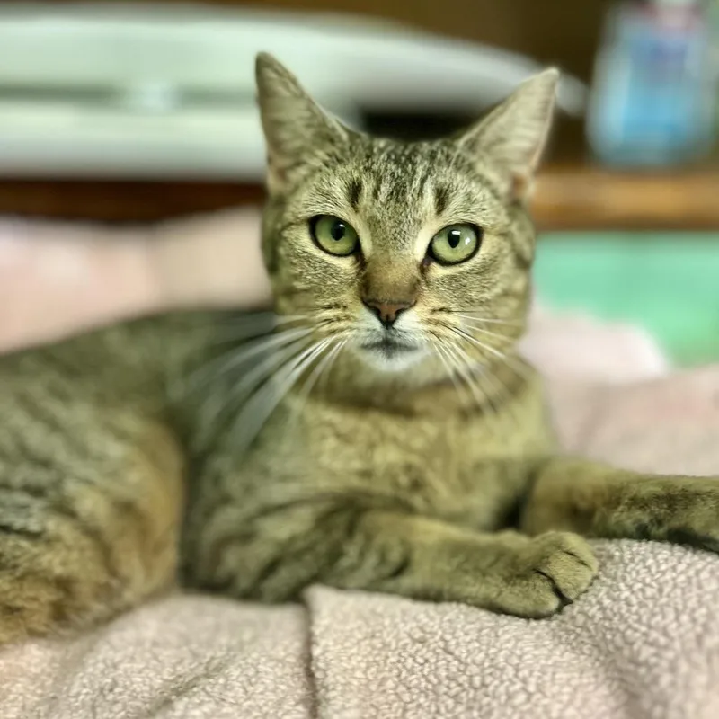 An adult small-sized female Brown / Chocolate Domestic Short Hair cat named Li'l Mama for adoption in Philadelphia, PA