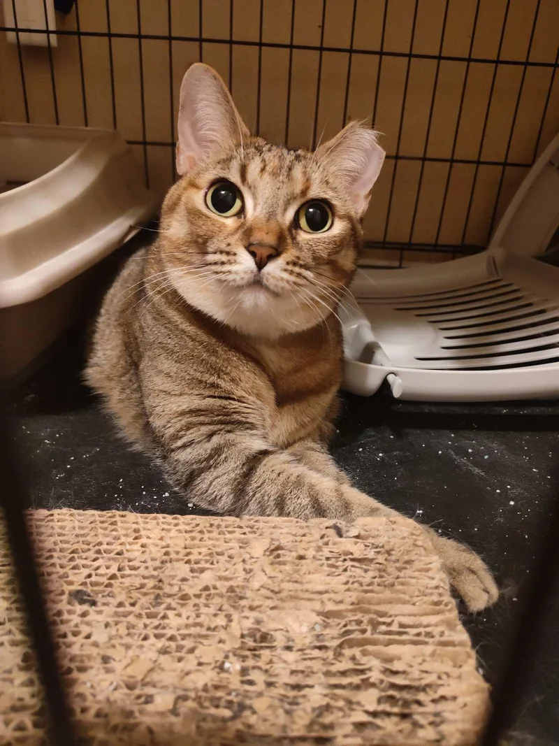 Mitzi Fna Honeybee thumbnail 2