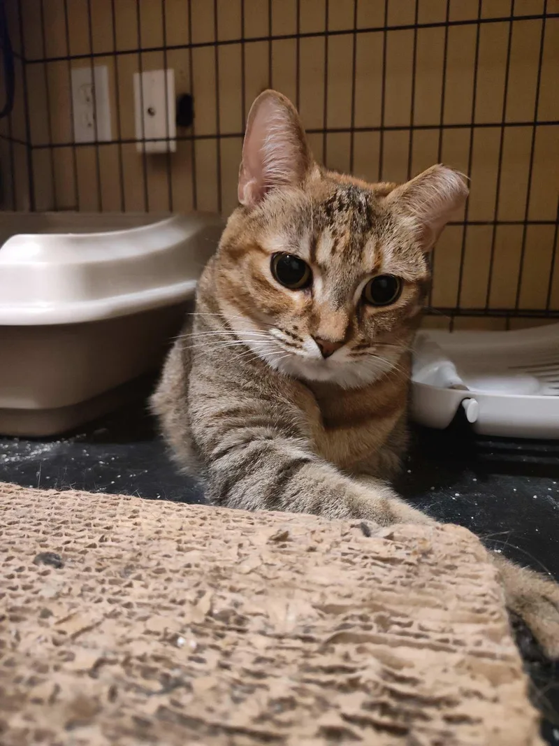 Mitzi Fna Honeybee thumbnail 3