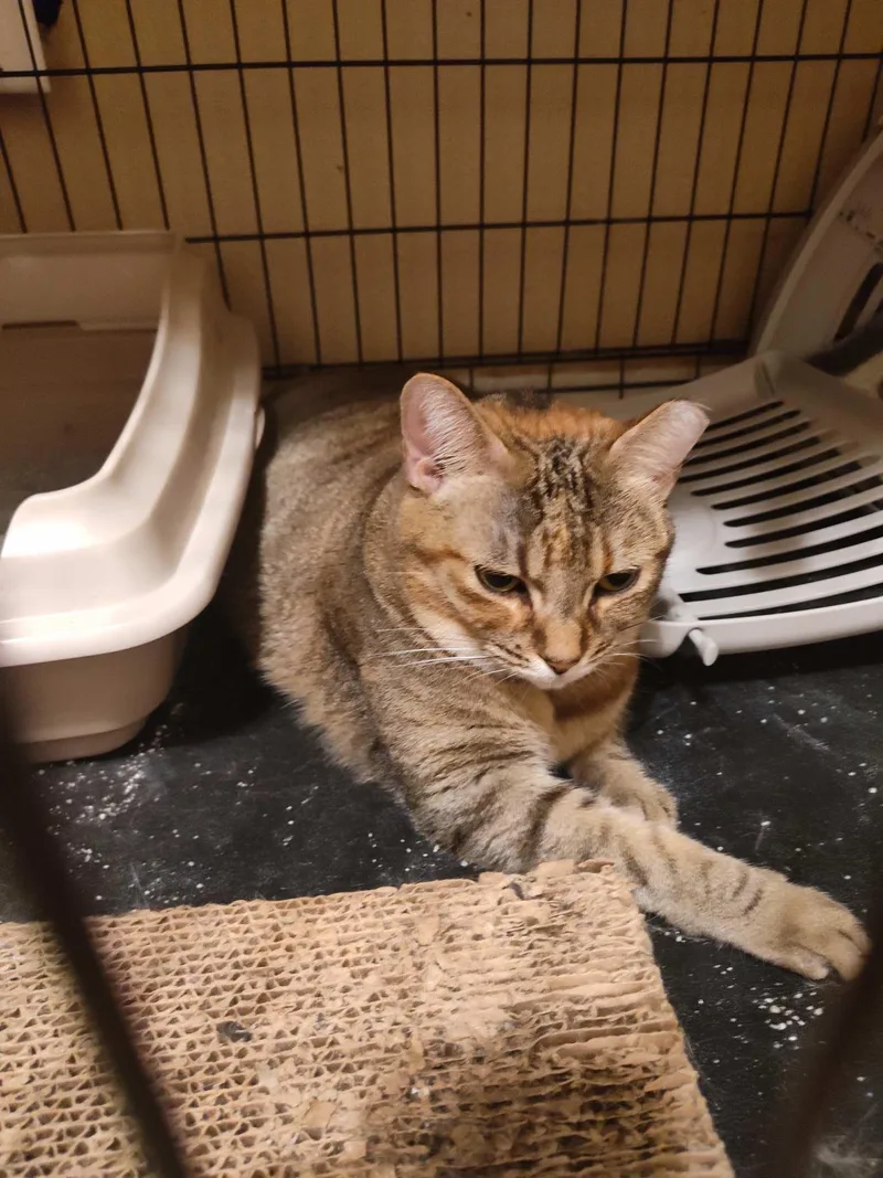 Mitzi Fna Honeybee thumbnail 4