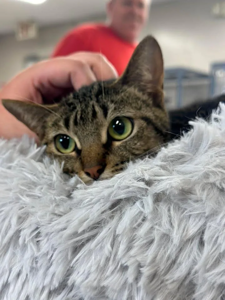 A young medium-sized female Domestic Short Hair cat named Jitters for adoption in Lavonia, GA