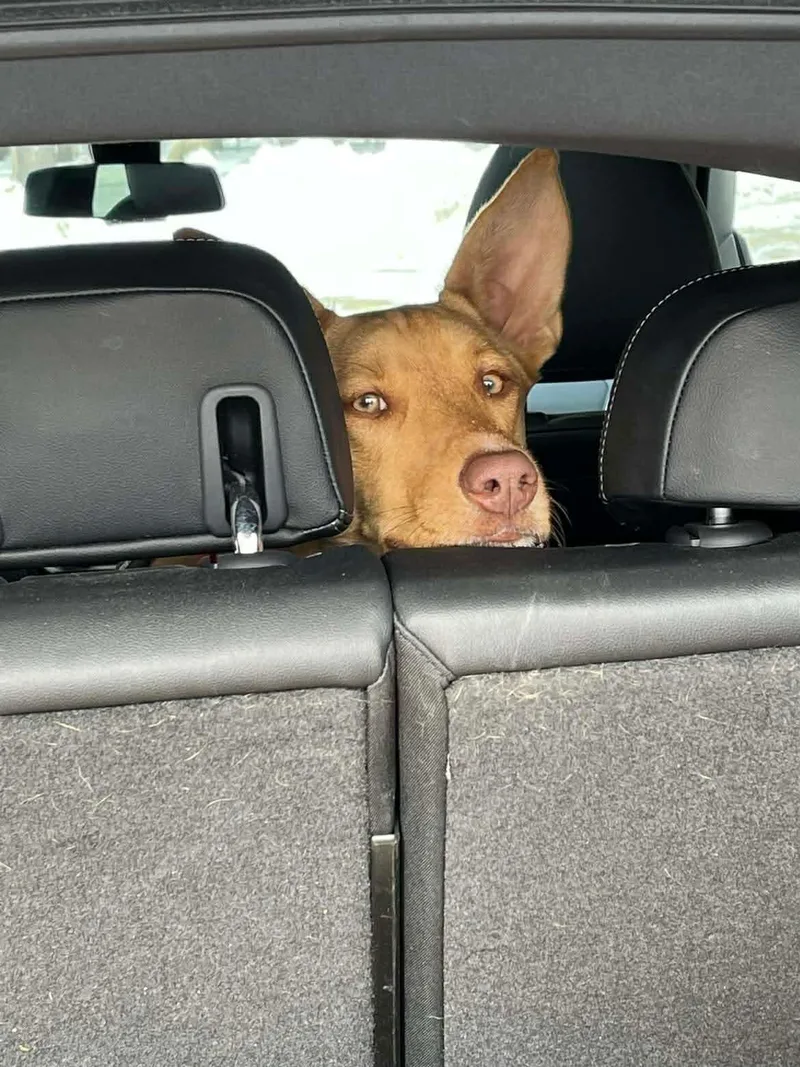 Etta James thumbnail 2