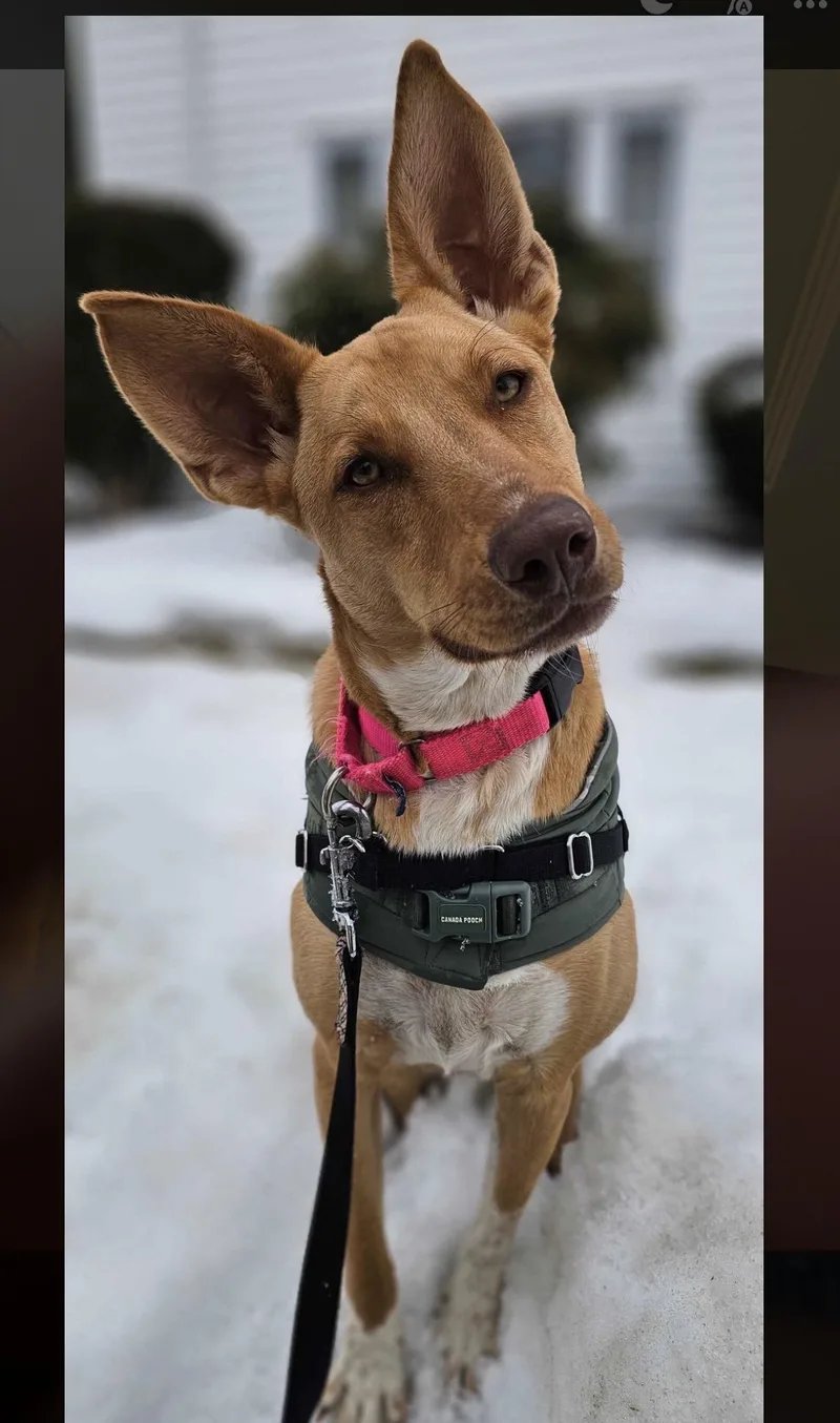 Etta James thumbnail 6