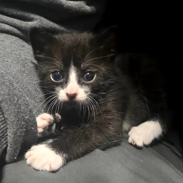 A baby small-sized female Black Domestic Short Hair cat named Bella for adoption in Oceanside, NY
