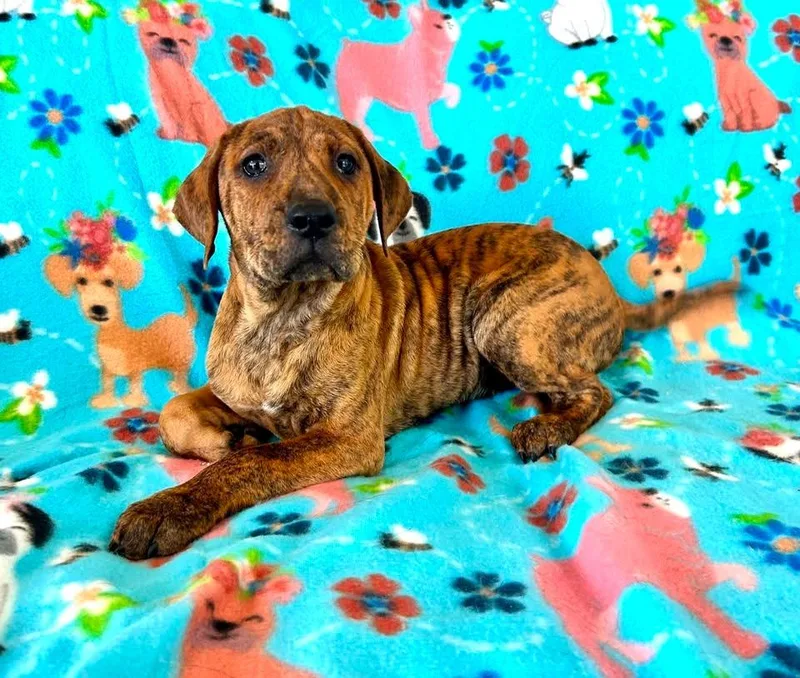 A baby large-sized female Mixed Breed dog named Jaguar for adoption in Fond Du Lac, WI