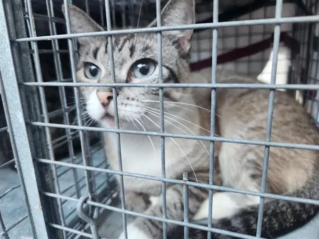 An adult medium-sized female Siamese cat named Sofia for adoption in Fort Lauderdale, FL