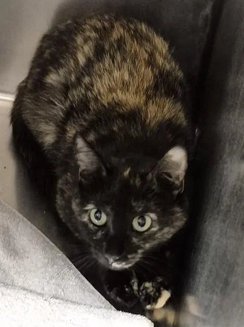 A young medium-sized female Domestic Short Hair cat named Sharon for adoption in Decatur, IL
