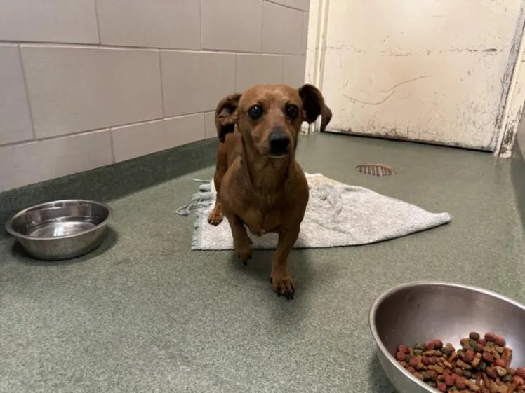 An adult small-sized female Dachshund dog named A for adoption in Santa Fe, NM