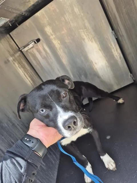 A young medium-sized female Labrador Retriever dog named Kitana for adoption in San Antonio, TX