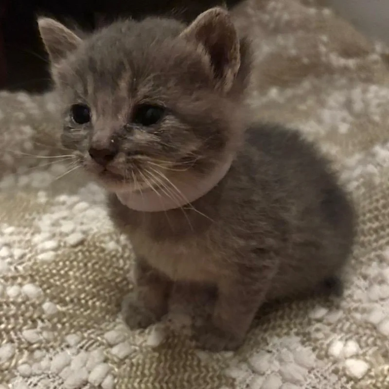 A baby small-sized female Gray / Blue / Silver Domestic Short Hair cat named Carmelito for adoption in Los Angeles, CA