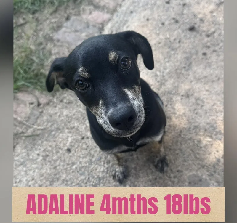 Adaline