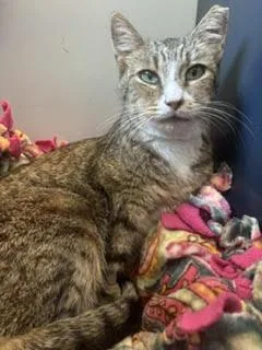 An adult medium-sized female Tabby (Brown / Chocolate) Domestic Short Hair cat named Kiki for adoption in Fairfax, VA