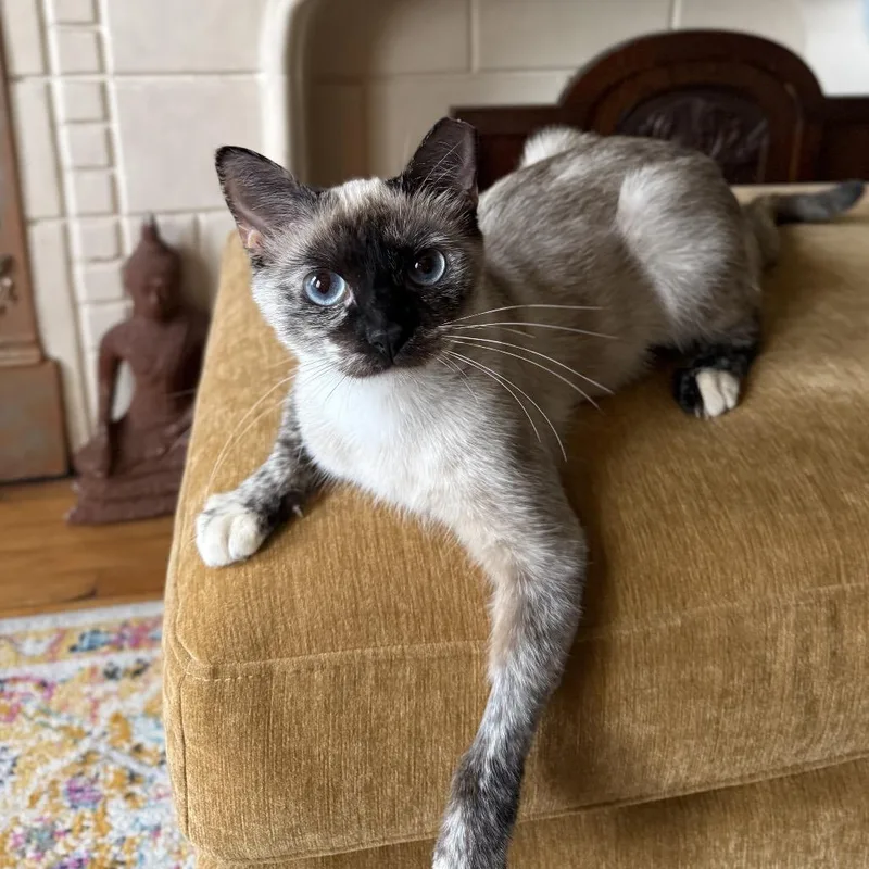 A young medium-sized female Siamese cat named Dulce for adoption in Long Beach, CA