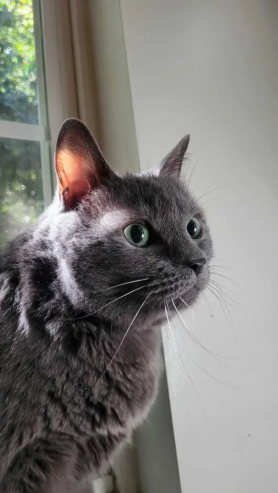 A senior medium-sized female Gray / Blue / Silver American Shorthair cat named Lilac for adoption in Mooresville, NC