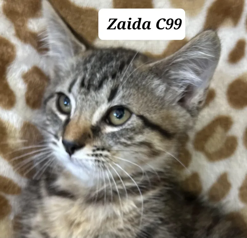 A baby medium-sized female Tabby (Brown / Chocolate) Domestic Short Hair cat named Zaida for adoption in Morganton, NC