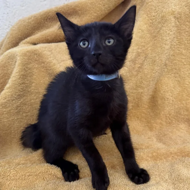 A baby small-sized male Black Domestic Short Hair cat named Jettson for adoption in Long Beach, CA