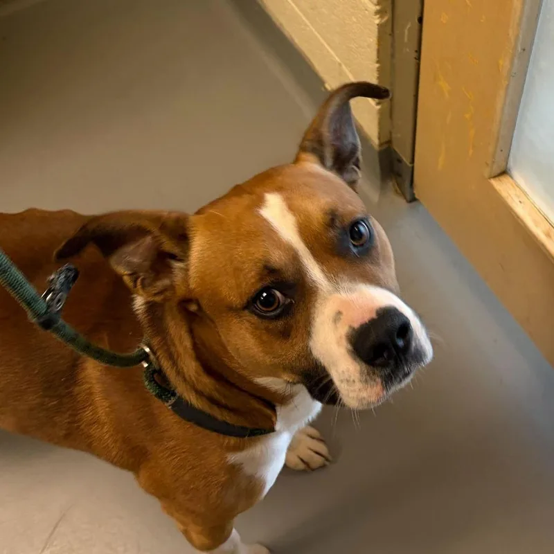 A young medium-sized male Brown / Chocolate Mixed Breed dog named Huckle for adoption in Asheville, NC
