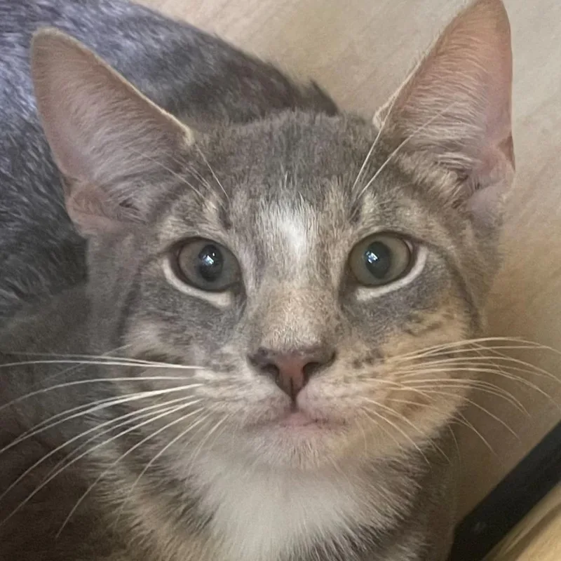 A baby medium-sized male Domestic Short Hair cat named Timon for adoption in New York, NY