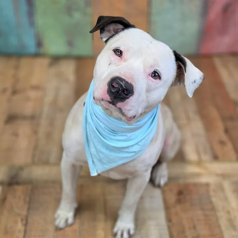 An adult medium-sized male White / Cream Pit Bull Terrier dog named Dinkelberg for adoption in East Saint Louis, IL