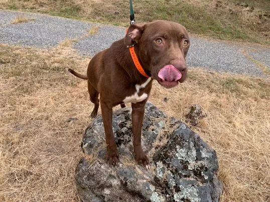 Rufus California thumbnail 2