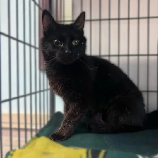 An adult medium-sized female Black Domestic Short Hair cat named Ziggy Stardust for adoption in Davenport, IA