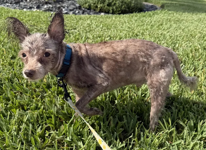 A senior small-sized male Yorkshire Terrier dog named Bear for adoption in Cape Coral, FL