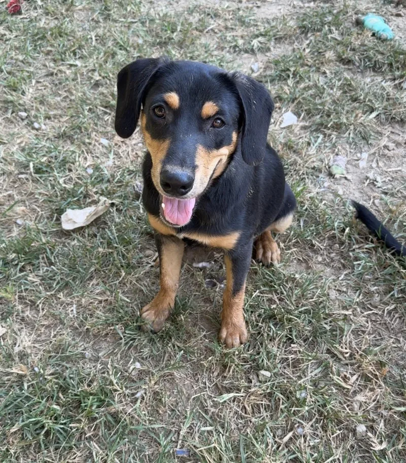 A young medium-sized male Black Beagle dog named Simon for adoption in Covington, TN